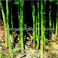 Asparagus Root Extract