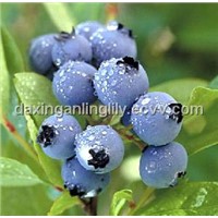 Bilberry Extract - China &amp;amp; European