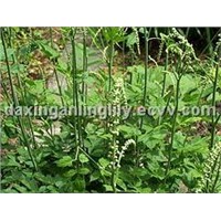 Black Cohosh Extract