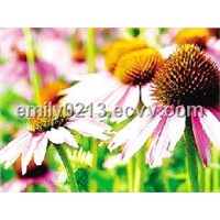 Echinacea Extract