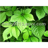 Gynostemma Pentaphyllum Extract