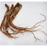 Chinese angelica extract