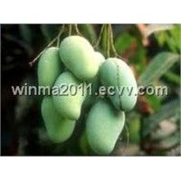 Africa Mango Seed Extract Irvingia Gabonensis 7%
