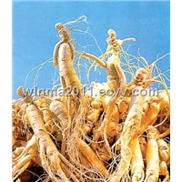 American Ginseng Root P.E