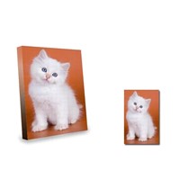 Kitten on orange backgroud canvas art