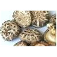 Shiitake Mushroom extract