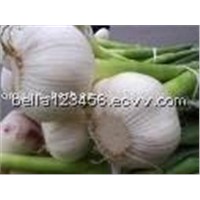 Garlic Extract