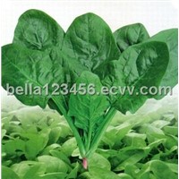 Spinach Leaf Extract 5% Beta Ecdysterone
