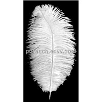 Ostrich feathers, dyed and natural available