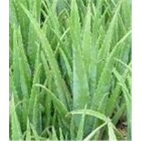 Best quality Aloe Vera Extract