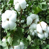 Cotton seed extract