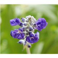 Salvia farinacea extract 10: 1    5:1 test by TLC