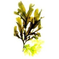 kelp seaweed extract Fucoxanthin