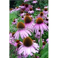 Echinacea Herb Extract