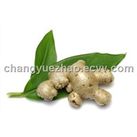 Ginger Extract