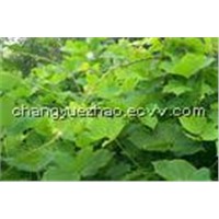 Kudzu Root Extract