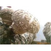 mushroom Extract