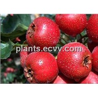 sell Hawthorn extract: hawthorn flavonoids