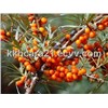 Kingherbs offer China Sea Buckthorn Seed Extract