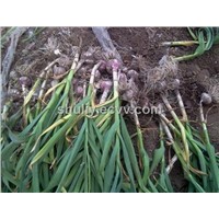 Garlic Harvester from Jassica