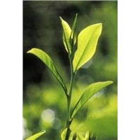 the biggest producer of Green Tea Extract in China