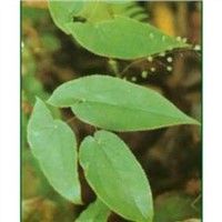 the biggest producr of Epimedium Herb Extract in China