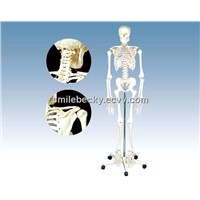 Model of Human Skeleton 170cm