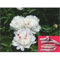 Rare Medicinal herb extract White peony root extract
