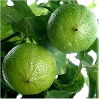 Citrus Aurantium Fruit Extract