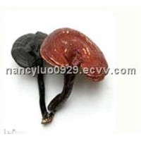 Reishi Mushroom Extract with Polysaccharides 30%-50%