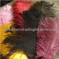 Central African Ostrich Feather