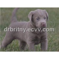 Silver labs AKC for sale
