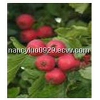 Hawthorn Extract with Flavones 2%-10%