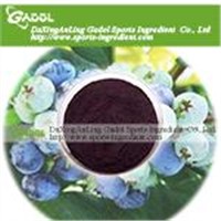 Wild Blueberry Extract Powder/Anthocyanin/Pterostilbene/Anthocyanosides/Extract Powder