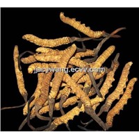 Supply Cordyceps Sinensis Extract Powder