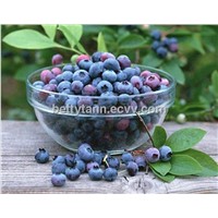 Bilberry Extract Anthocyanidins for eye protection and eye health food
