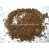 Cassia Seed Extract