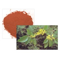 Eucommia Leaf Extract, 5-99% Chlorogenic Acid