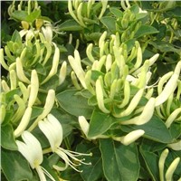 Honeysuckle Extract