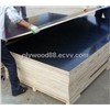 cheap Black Film Faced Plywood