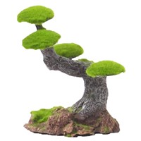 aquarium bonsai tree