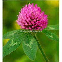 Kingherbs Offer Red Clover Extract Formononetin CAS:485-72-3