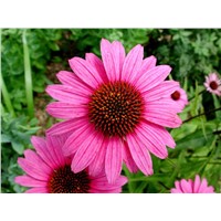 Echinacea Herb Extract