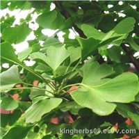 Kingherbs Offer Ginkgo Leaf Extract