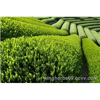 Kingherbs Offer Green Tea Extract
