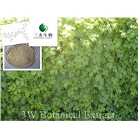 Gynostemma pentaphyllum(sales05 AT 3wbio DOT com)