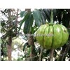 garcinia cambogia fruit australia