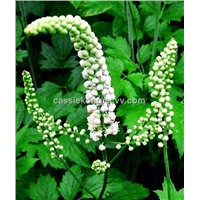 Black Cohosh Extract