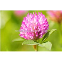 Natural Red Clover Extract 8%~40% Isoflavones