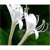 Factory sale Honeysuckle flower extract (Chlorogenic acid 5%-98%)